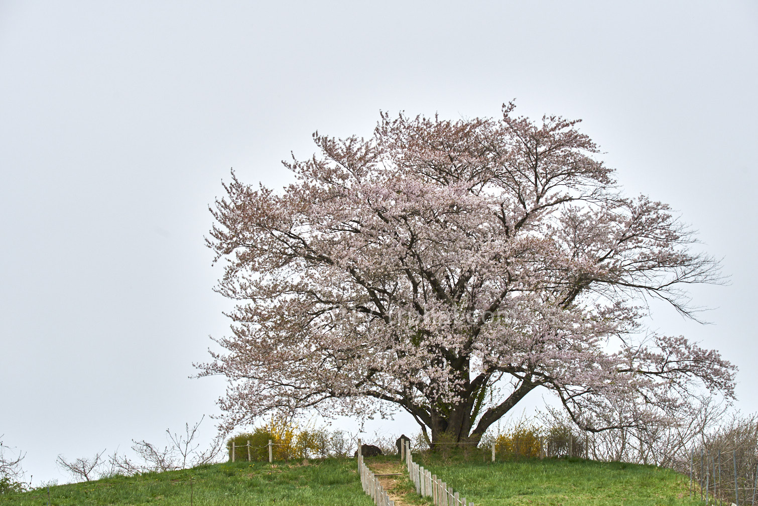 岩手県八幡市 為内の一本桜