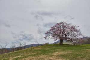 岩手県宮古市 亀ヶ森の一本桜