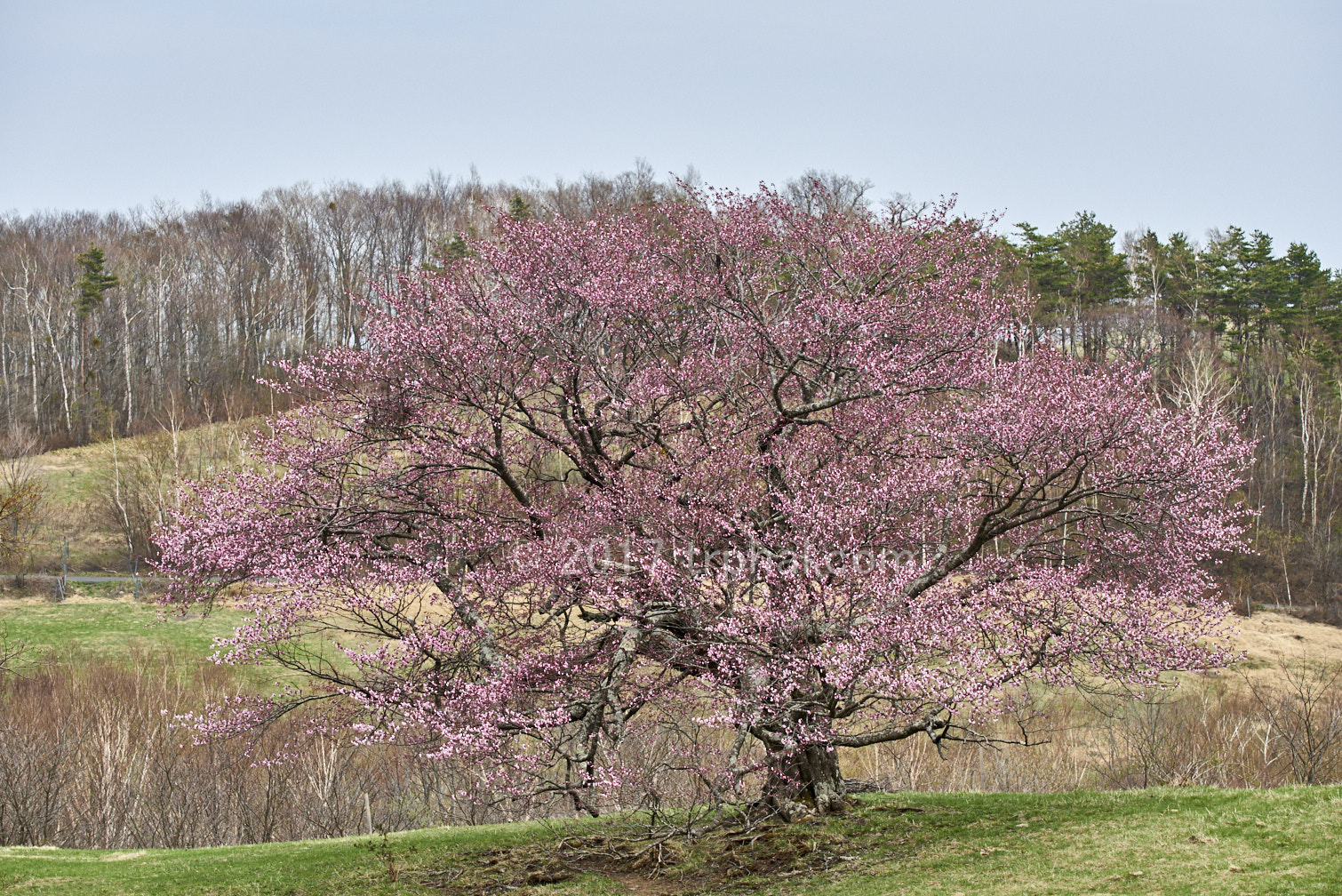 岩手県宮古市 亀ヶ森の一本桜